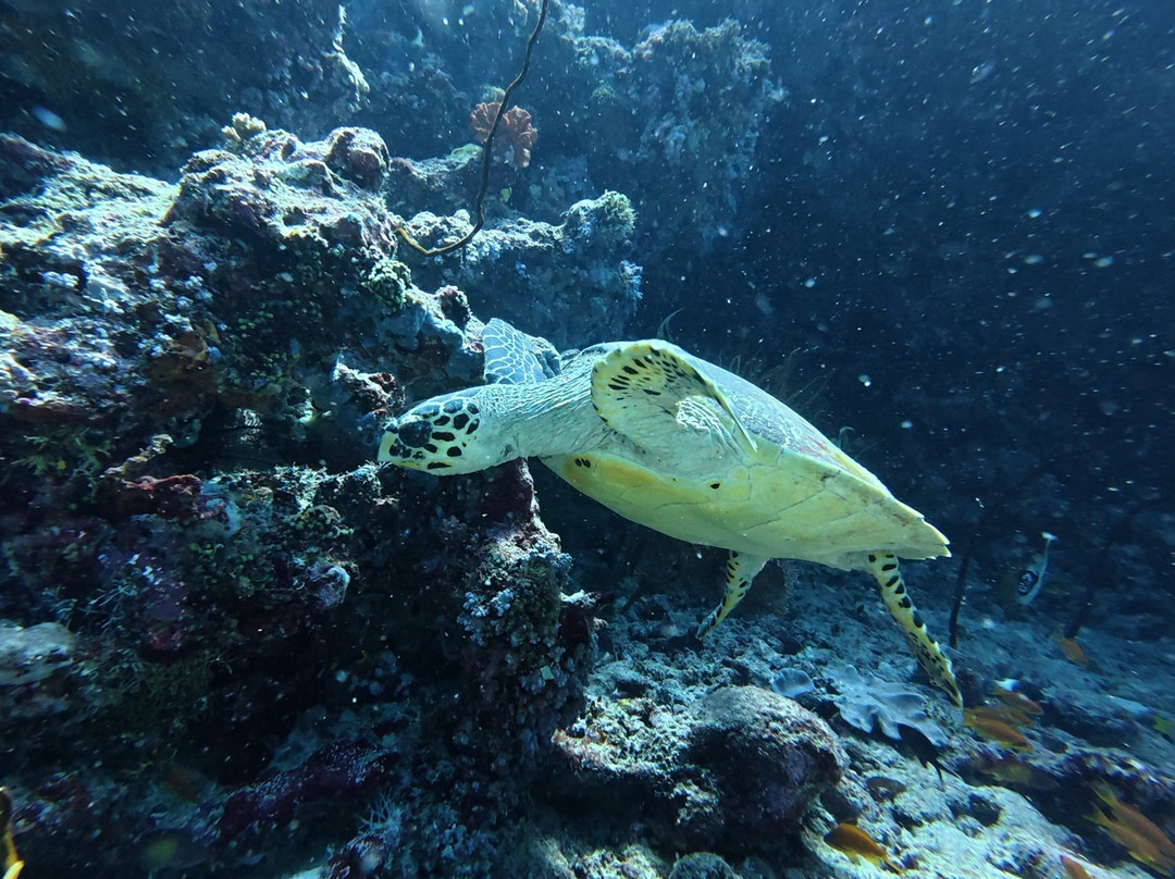 Diving Bluetribe Moofushi-南阿里环礁必去景点
