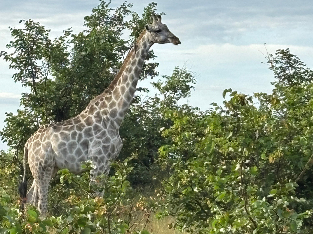 Gamewatchers Safaris-内罗毕必去景点