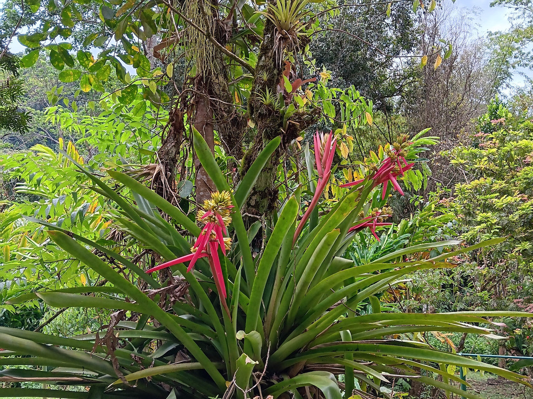 Hadco Experiences At Asa Wright Nature Centre-特立尼达必去景点