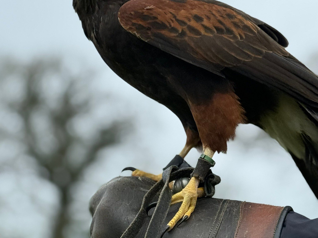 North Devon Hawk Walks-South Molton必去景点