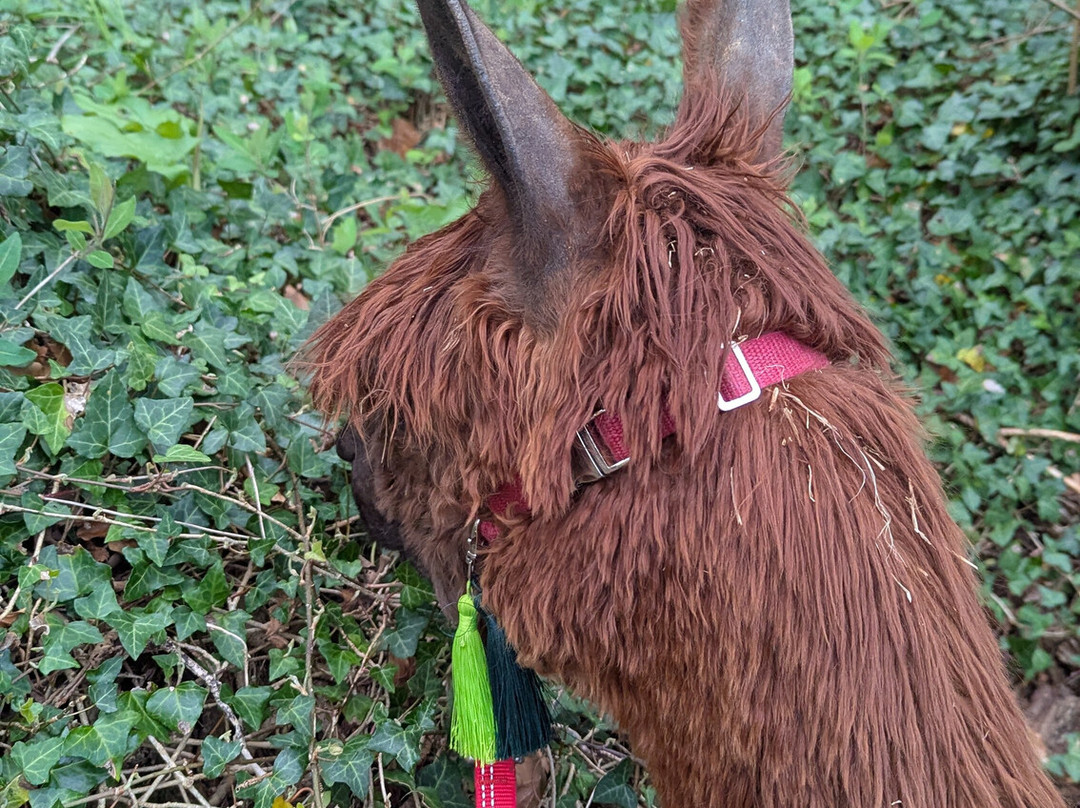 Dunreyth Alpacas-Funtington必去景点
