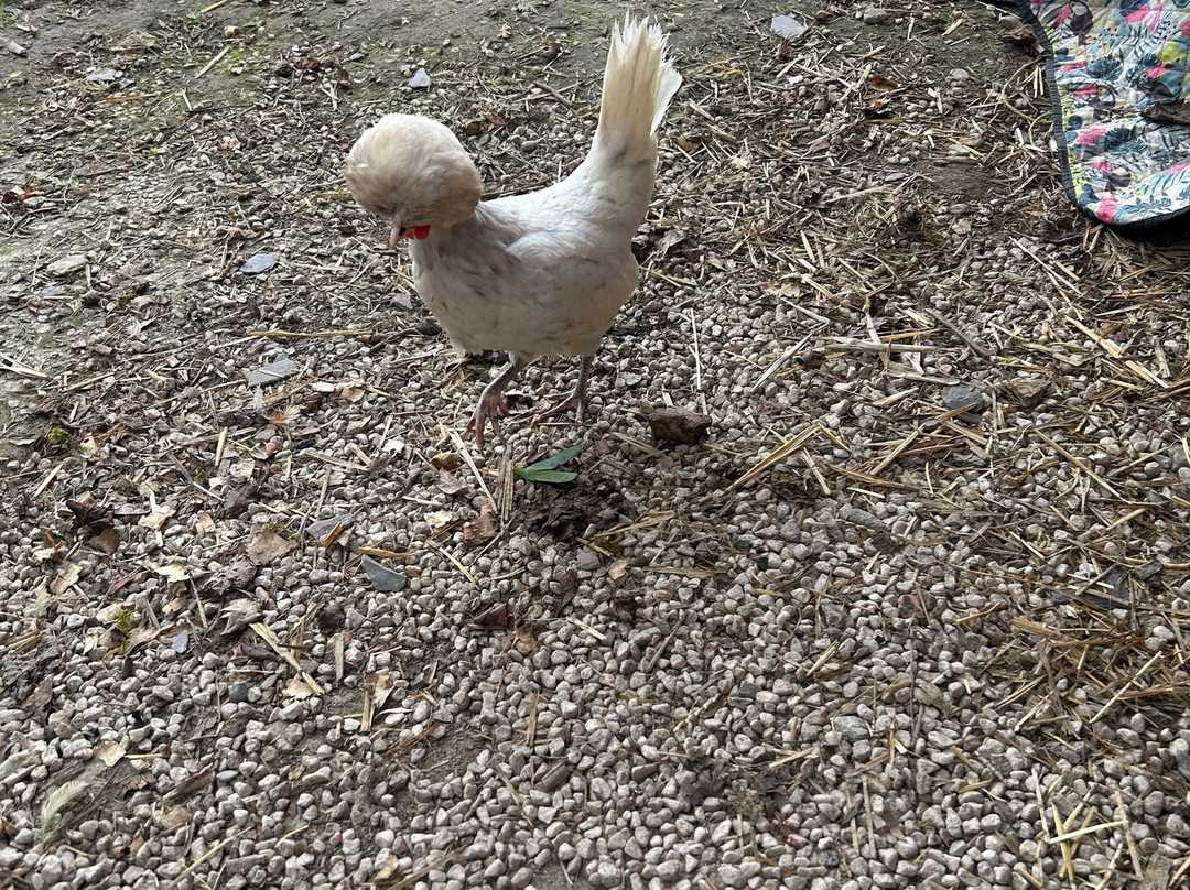 Woolly Experiences Therapy Farm-Mold必去景点