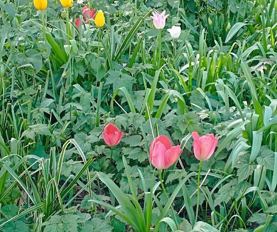 Botanical Garden Kruidtuin-鲁汶必去景点