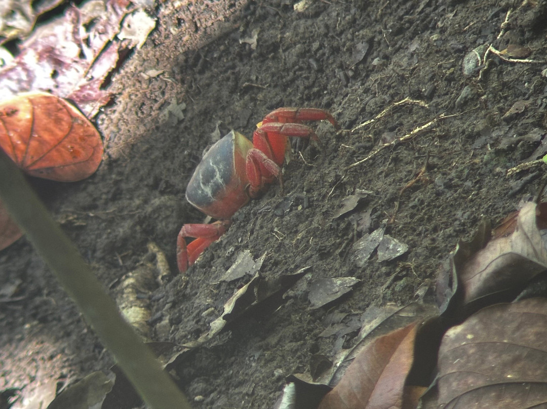 Manuel Antonio Expeditions-哥斯达黎加安东尼奥国家公园必去景点