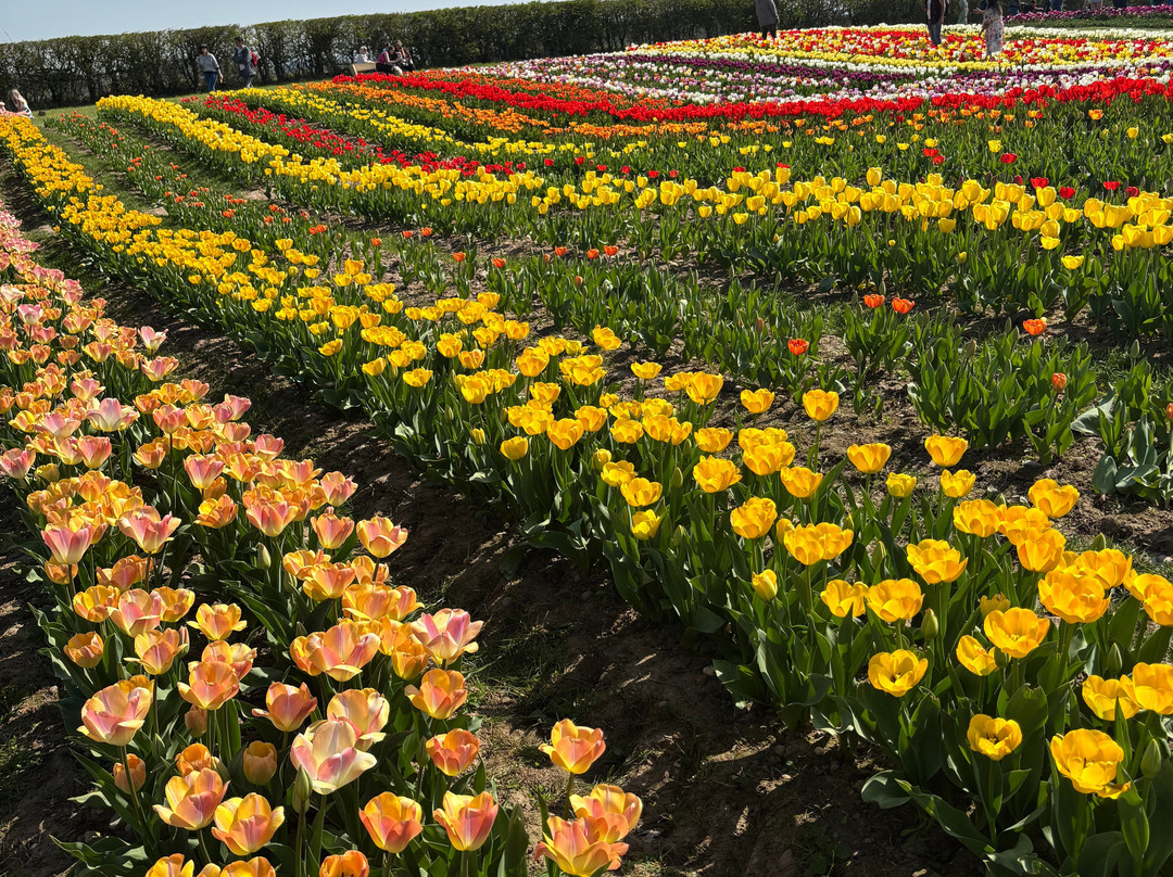 Tulleys Tulip Garden - Warwickshire-沃里克必去景点
