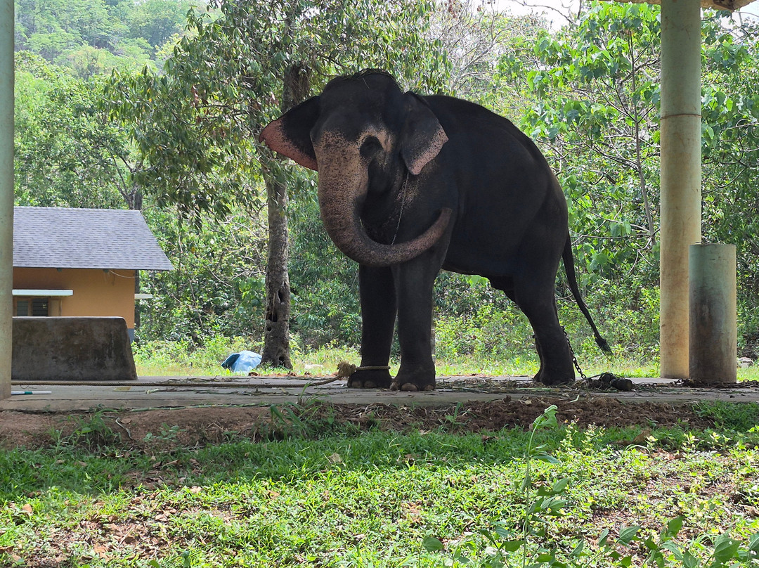 Elephant Rehabilitation Centre-提卢湾安塔普兰（特里凡德伦）必去景点