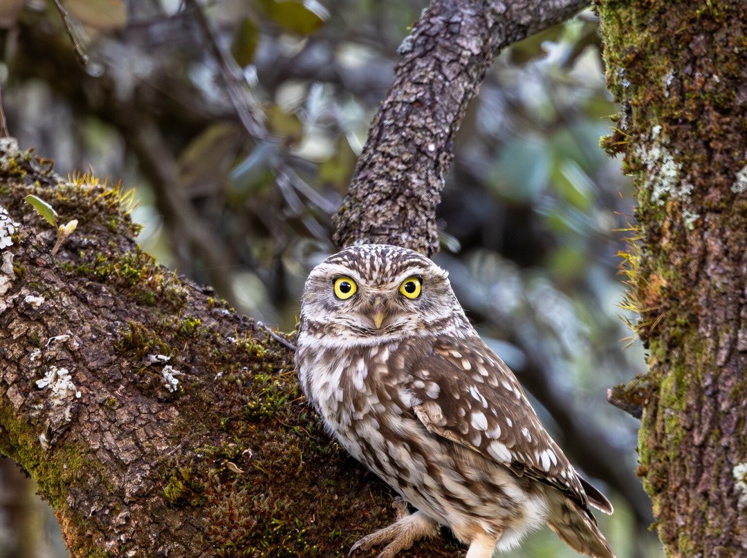 Iberian Lynx Land-Andujar必去景点