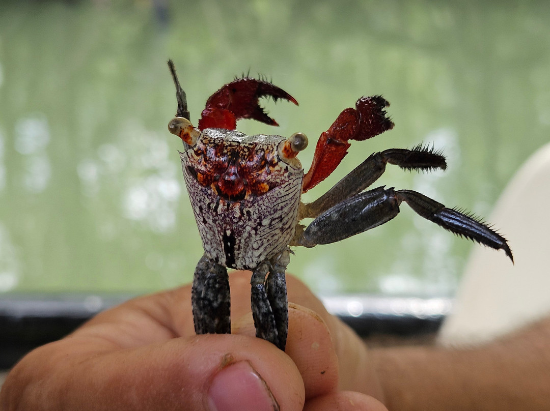 Manuel Antonio Expeditions-哥斯达黎加安东尼奥国家公园必去景点