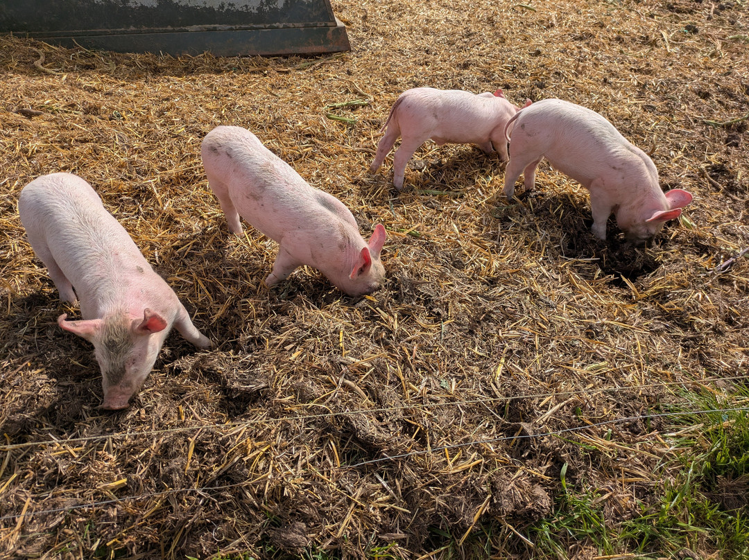 Church Farm Ardeley-斯蒂夫尼奇必去景点