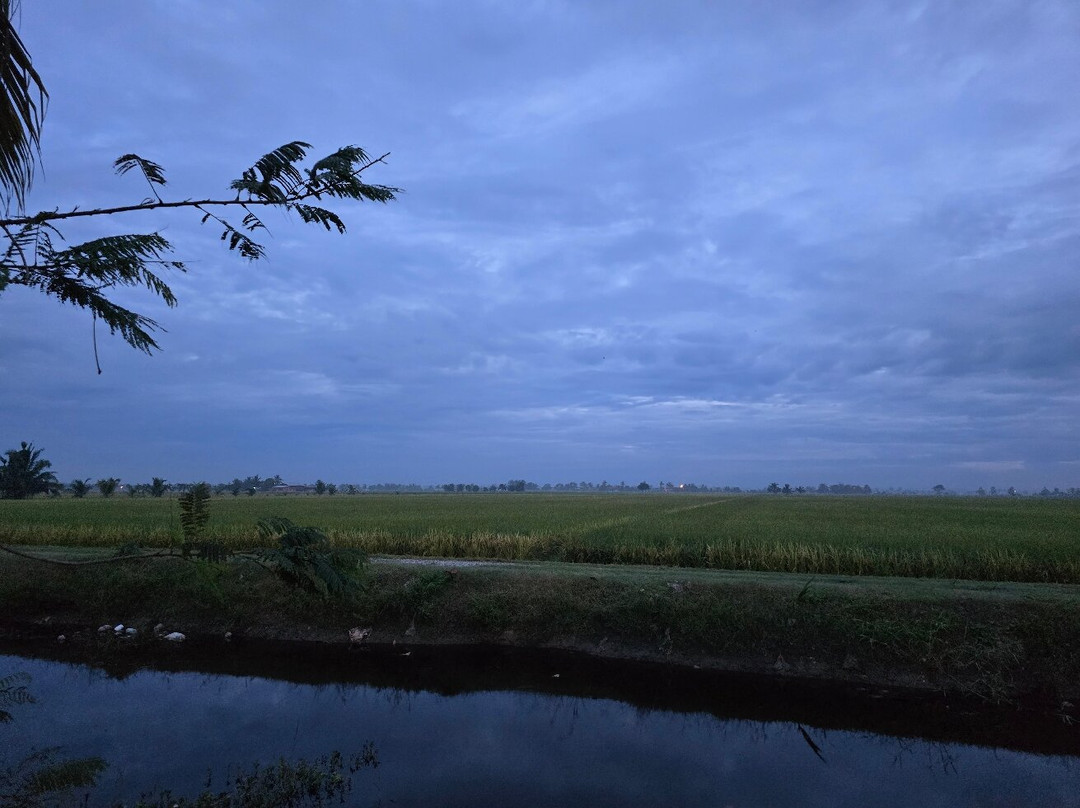 Sekinchan Paddy Field-适耕庄必去景点
