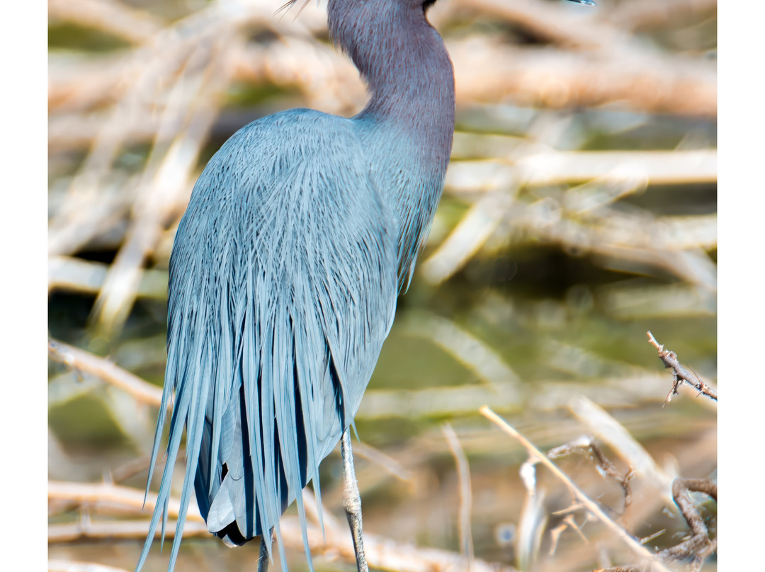 Lugares Pajarosos Birding Expeditions-拉巴斯必去景点