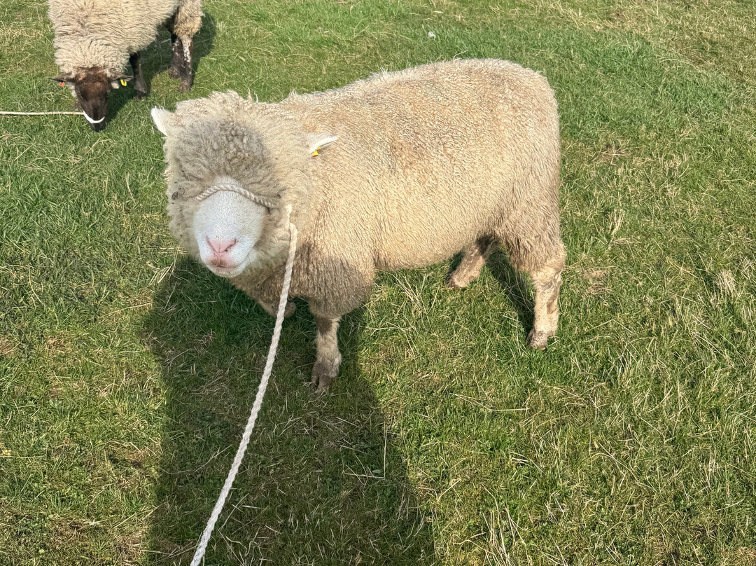 Craigbank Farm-Kilmarnock必去景点