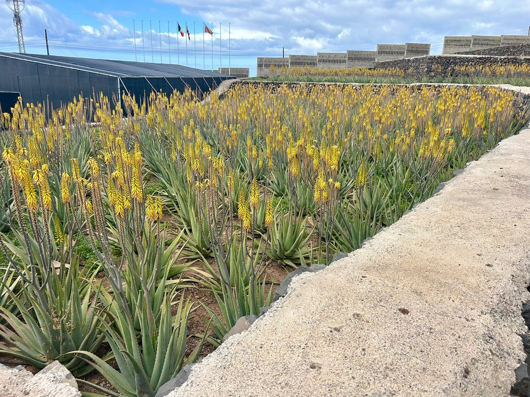 Finca Canarias Aloe Vera-Guimar必去景点