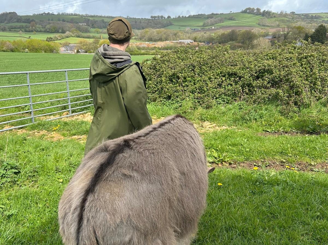 Donkey Walking Adventures-Beaminster必去景点