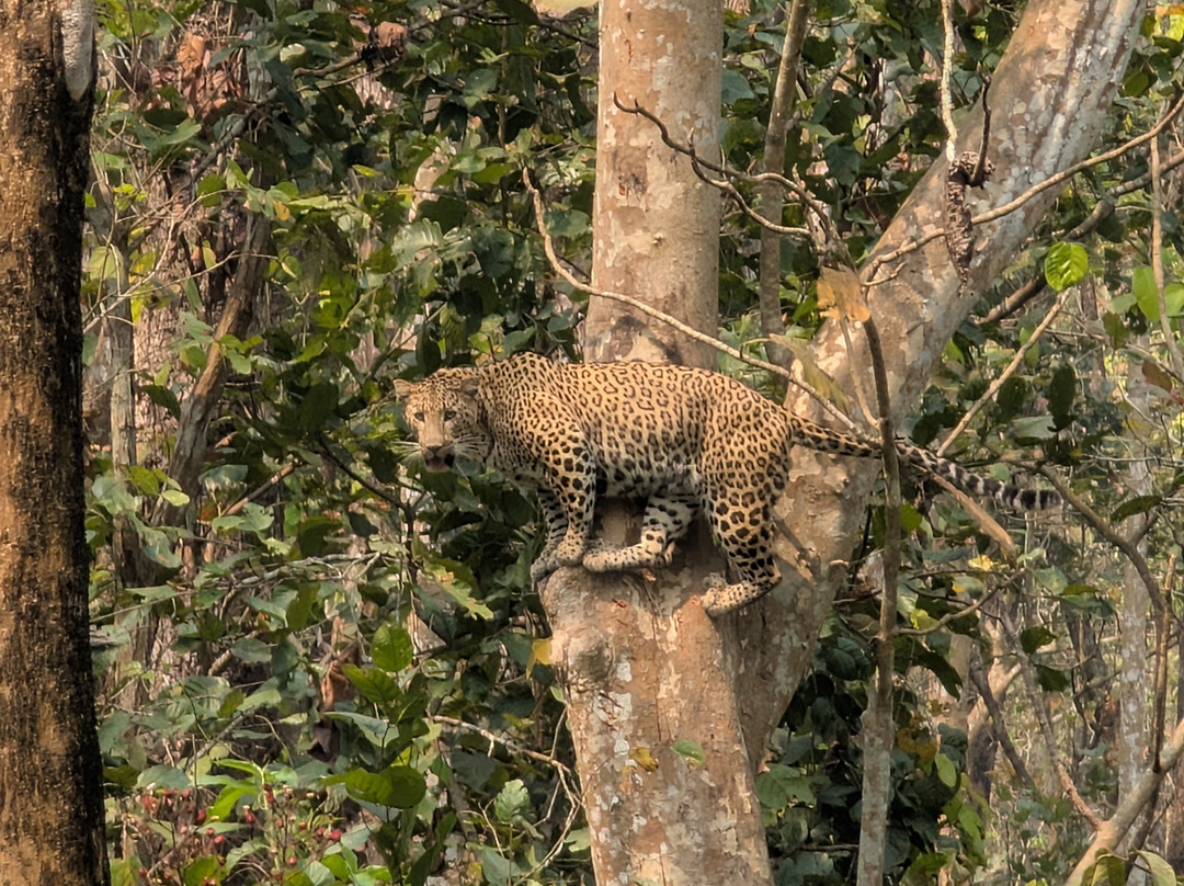 The Chitwan Jungle Guides-苏拉哈必去景点
