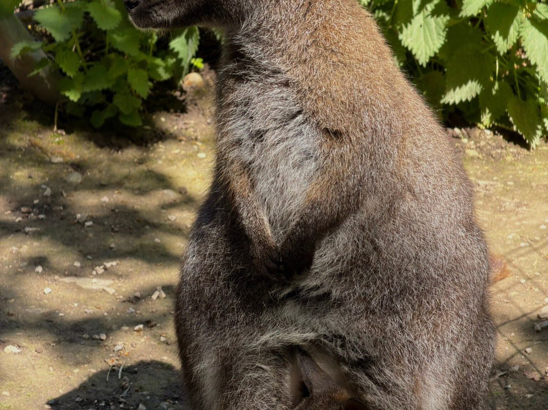 Bioparc Genève Pierre Challandes-Bellevue必去景点