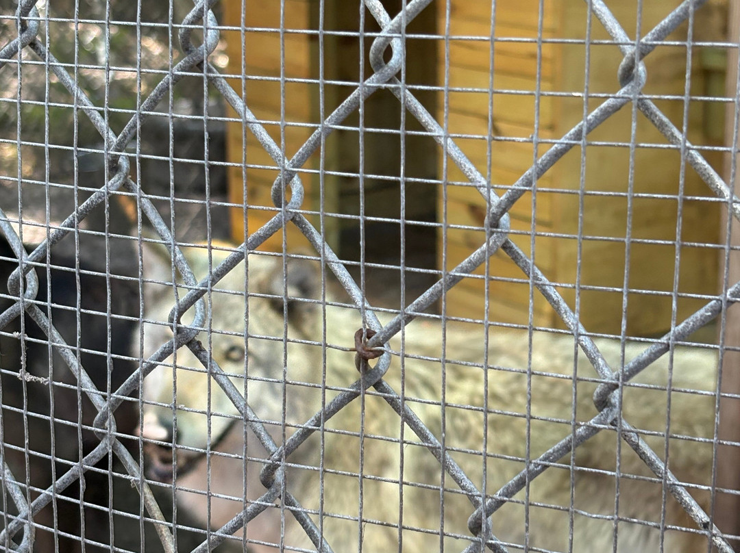 Shy Wolf Sanctuary Education & Experience Center-Golden Gate必去景点