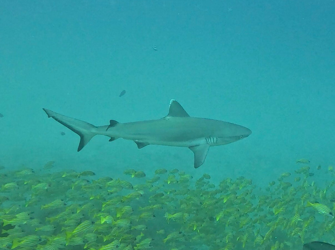 Euro-Divers LUX South Ari Atoll-南阿里环礁必去景点