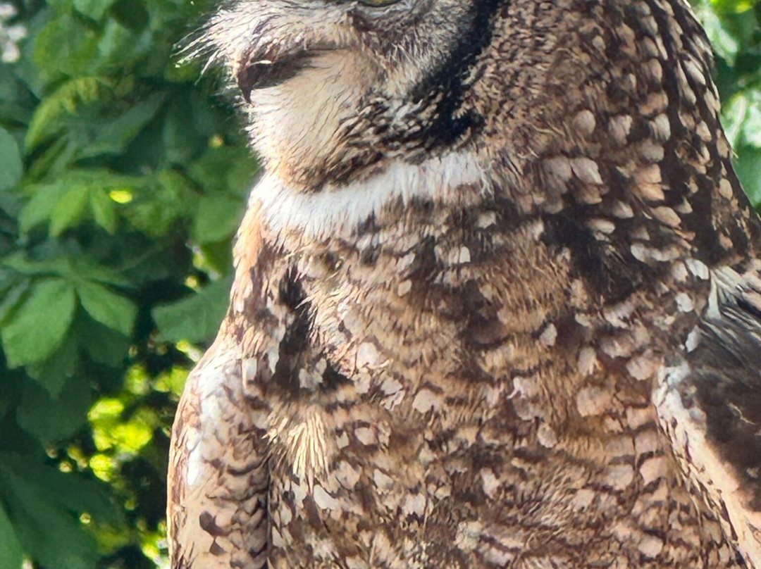 Hawksflight Falconry-特伦特河畔柏顿必去景点