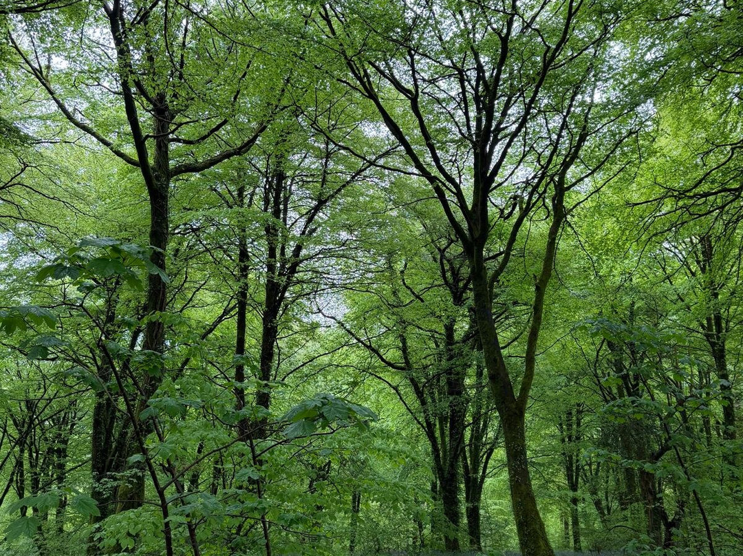 Lanhydrock and Respryn Circular Walk-博德明必去景点