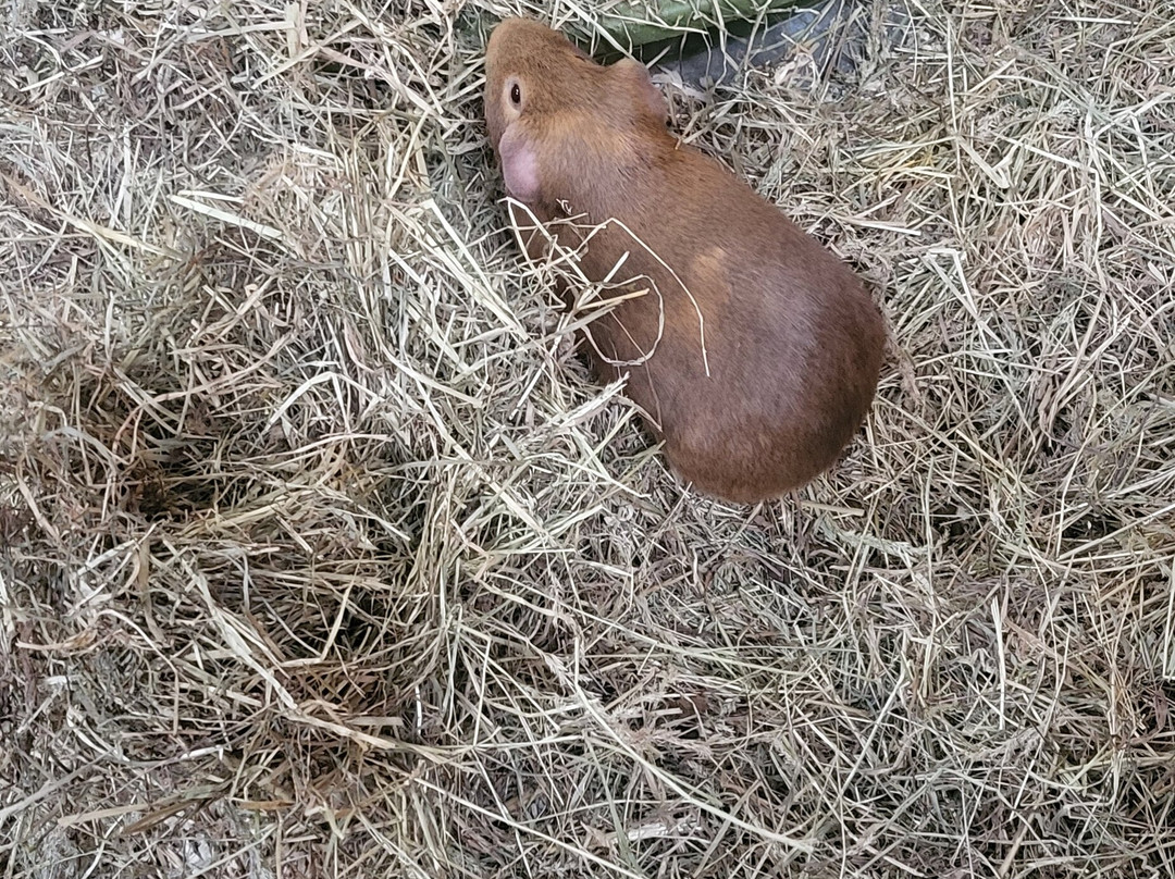 Lower Drayton Farm-Penkridge必去景点