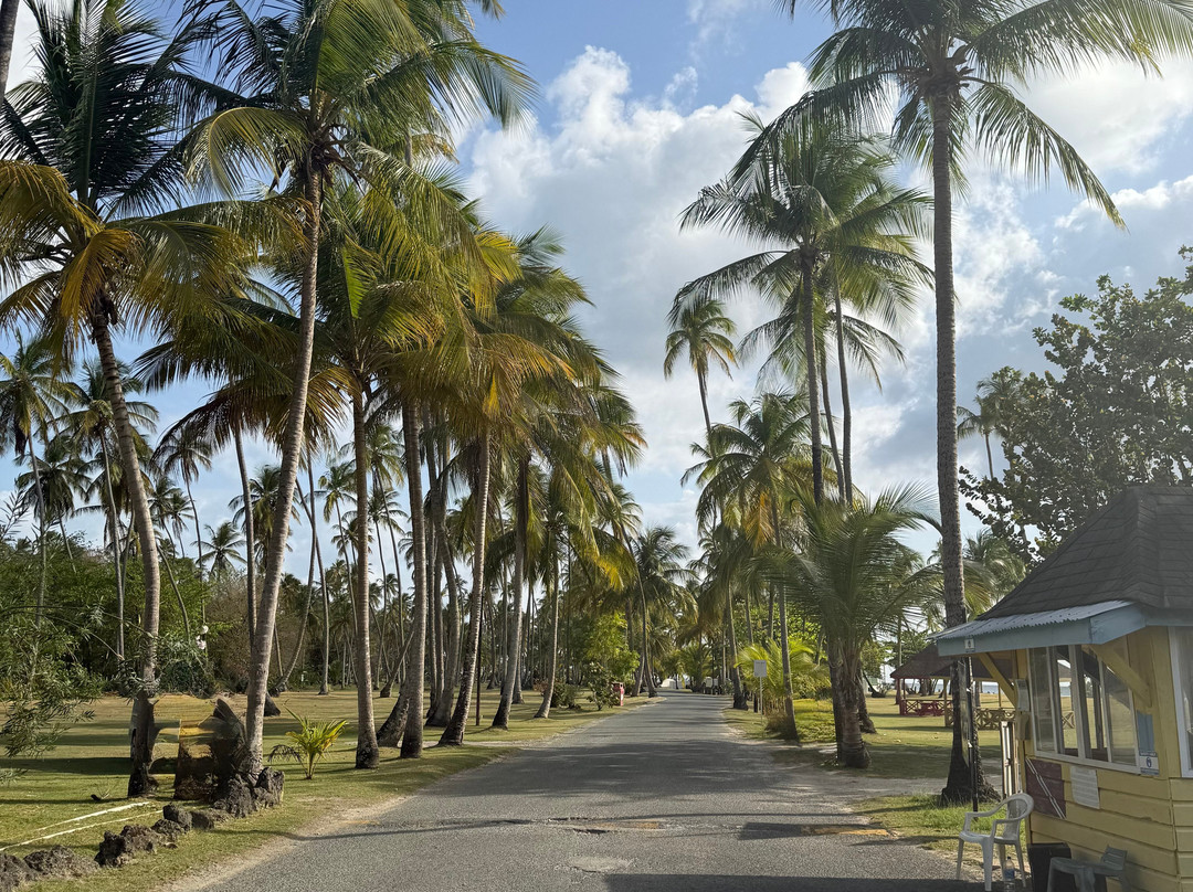 Pigeon Point Beach-多巴哥必去景点