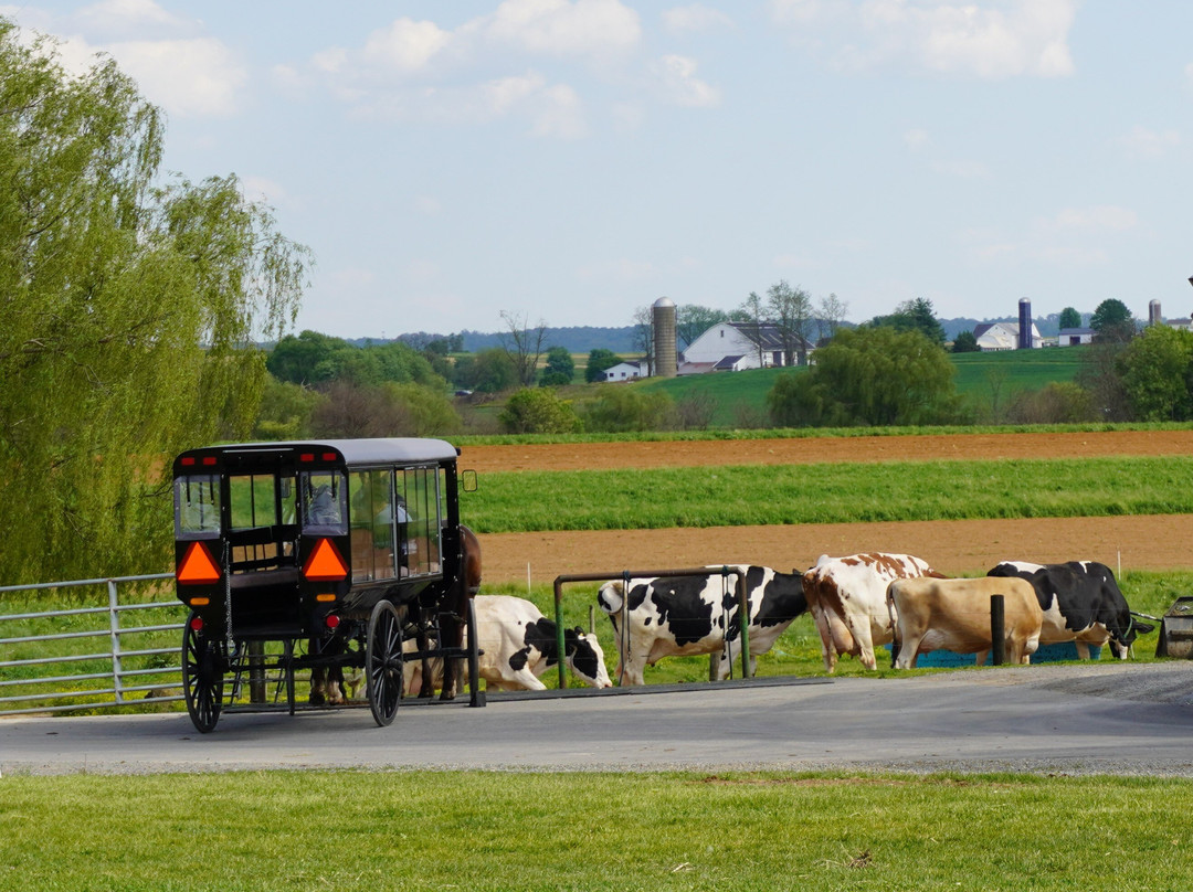 AAA Buggy Rides-Intercourse必去景点