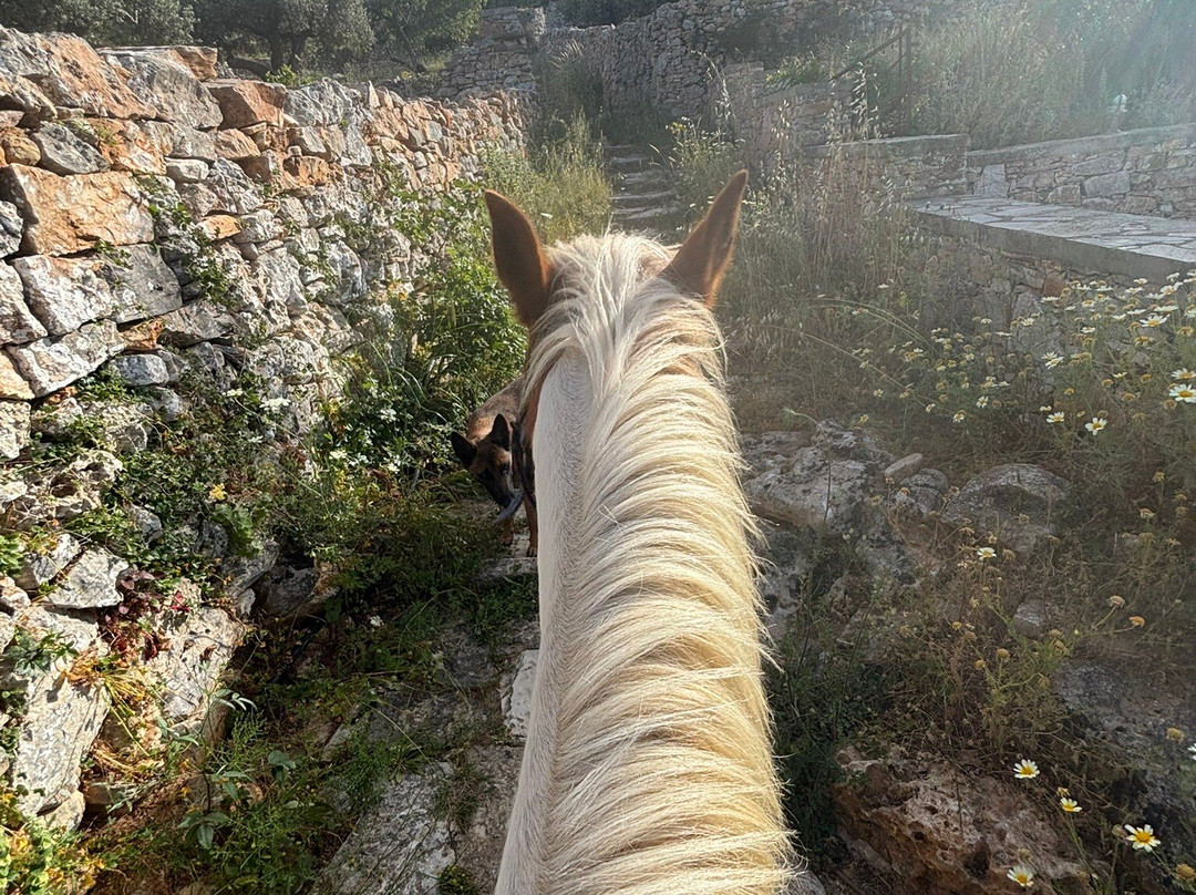 Sifnos Horseriding-锡弗诺斯岛必去景点