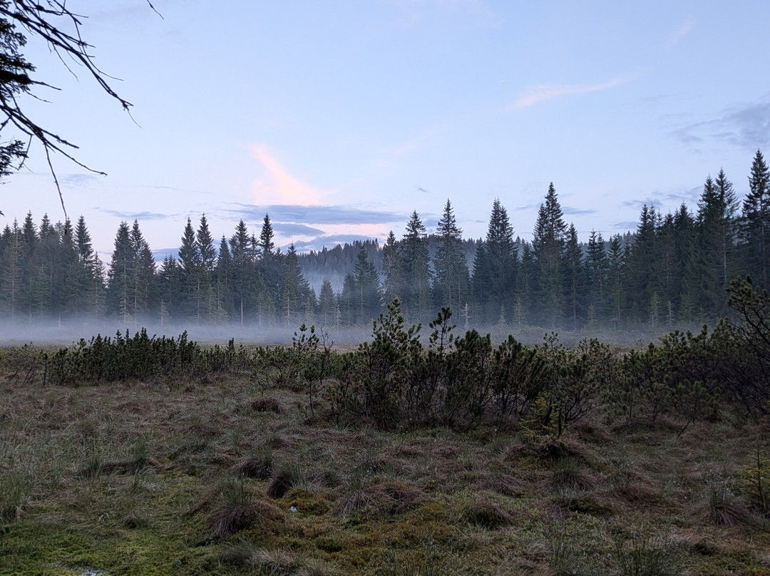 Goreljek Peat Bog-Bohinjska Bistrica必去景点