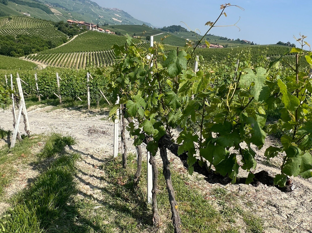 Costa di Bussia - Tenuta Arnulfo-蒙福特-达尔巴必去景点