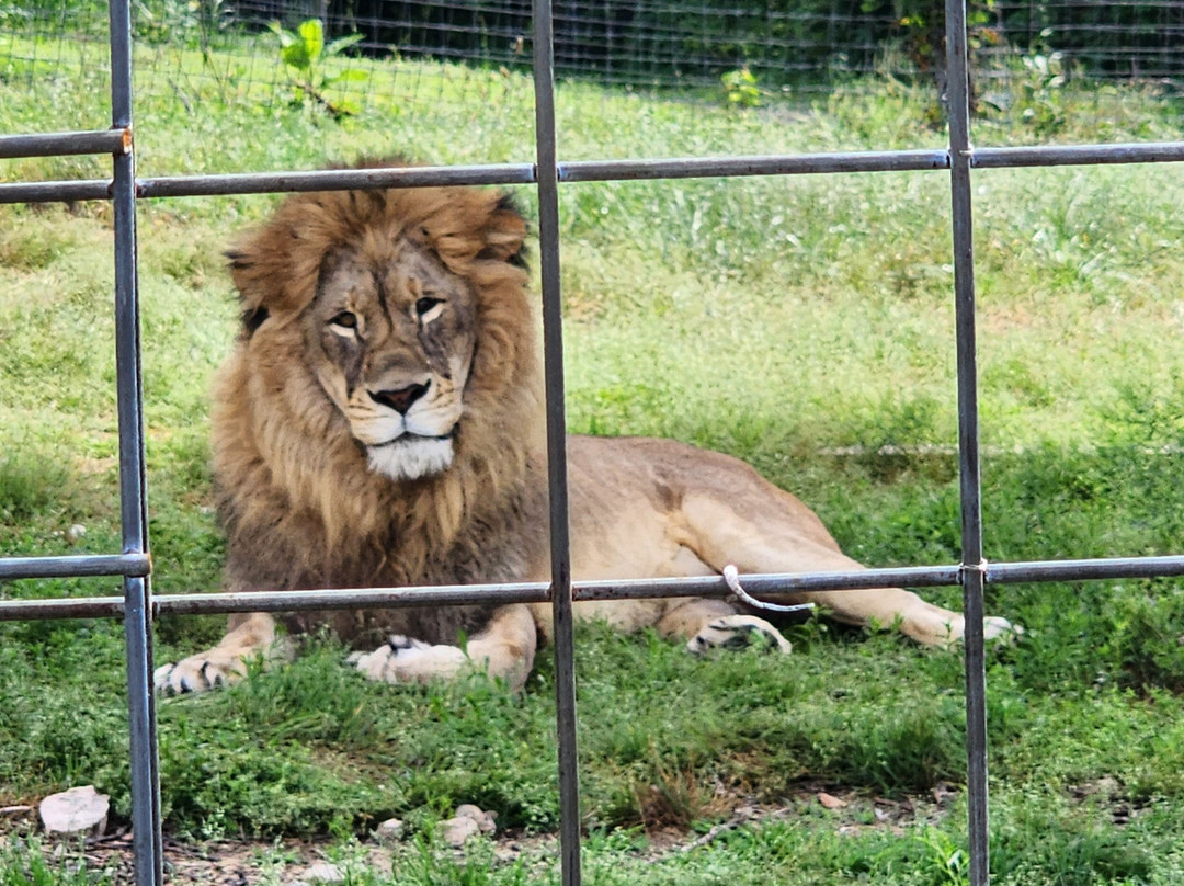 National Tiger Sanctuary-Saddlebrooke必去景点