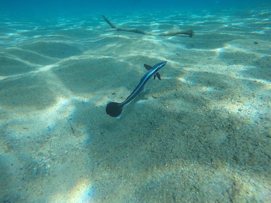 Erman Dive Center-博德鲁姆必去景点