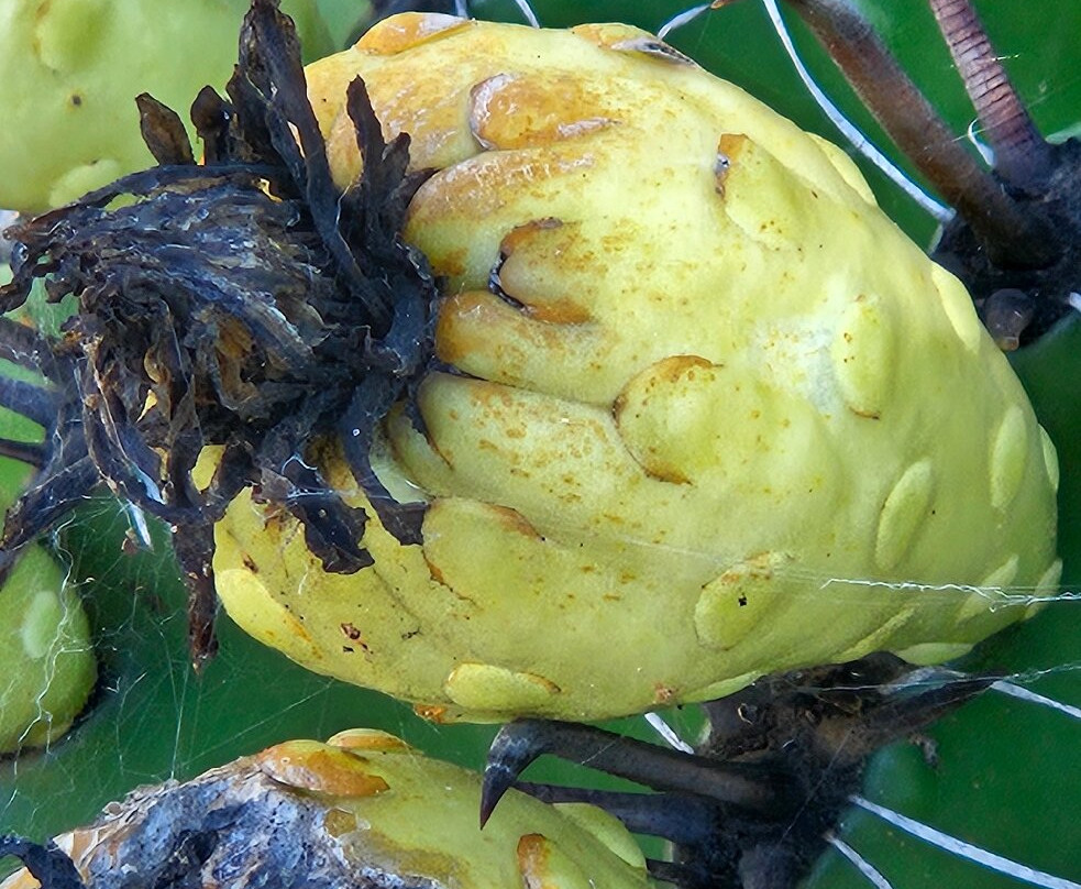 Bevans Black Opal & Cactus Nursery-Lightning Ridge必去景点