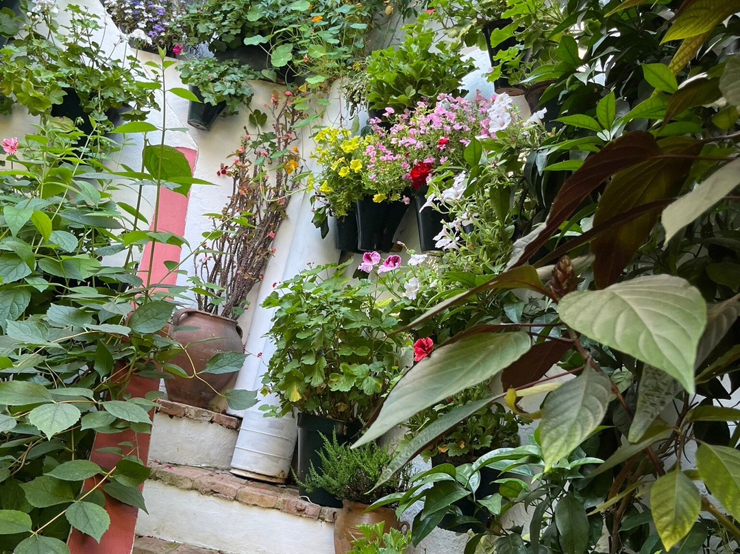 Los Patios de San Basilio-科尔多瓦必去景点
