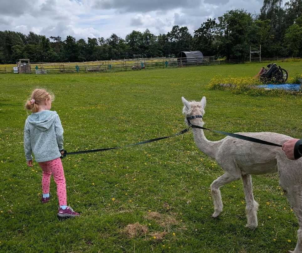 Woodlands Alpaca Farm-沃灵顿必去景点