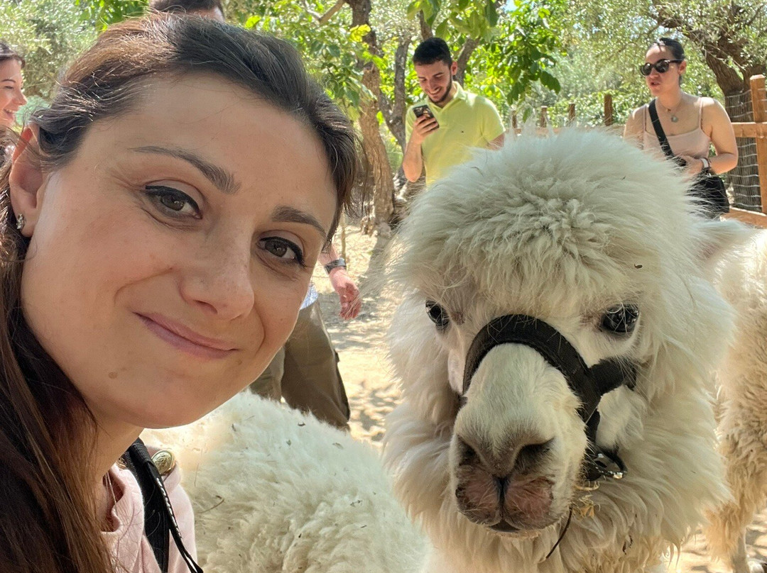 Basilicata Alpaca-Acerenza必去景点