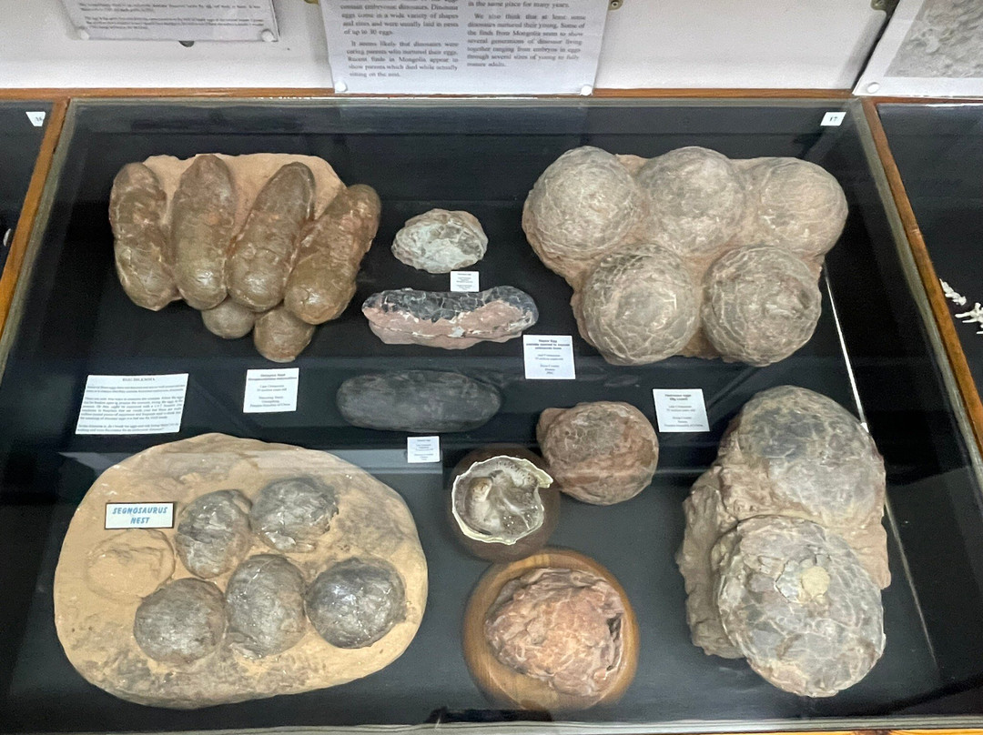 Dinosaurland Fossil Museum-莱姆里杰斯必去景点