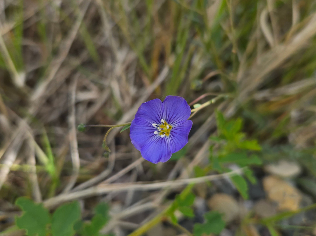 Tamarack Adventures: Waterton Guided Hiking & Kayak Tours – Local Expert Experience-Waterton必去景点
