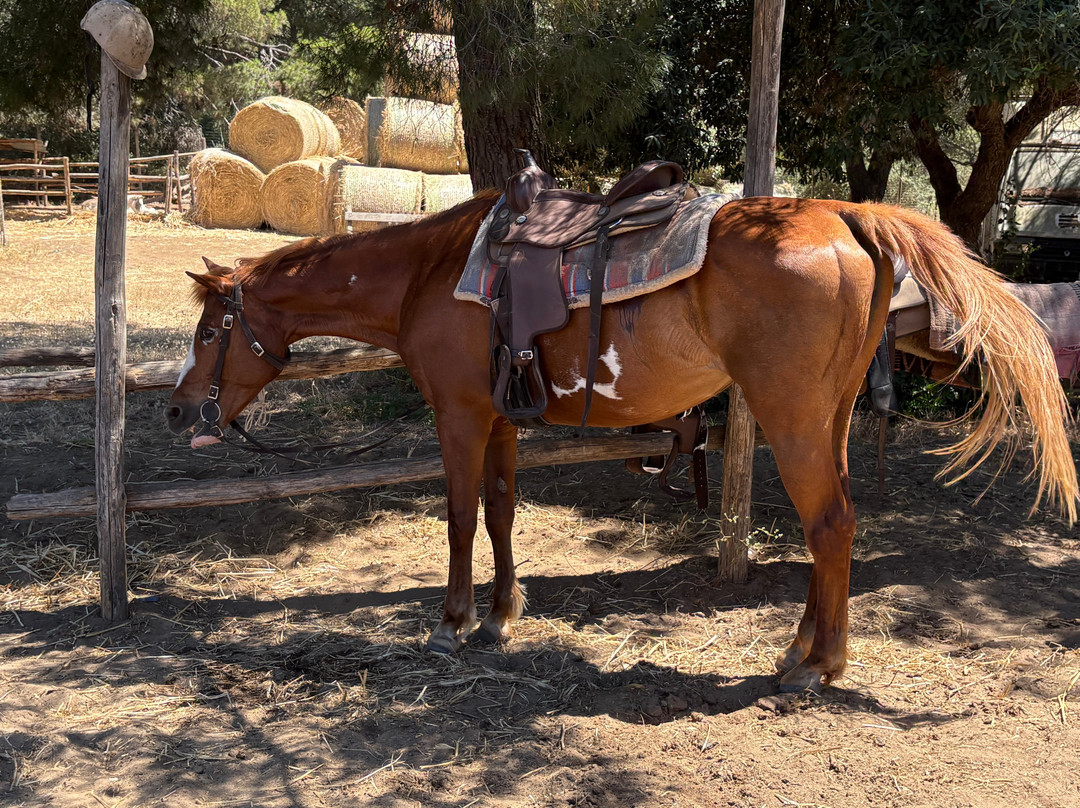 Family Horses 373-5361953-Marina di Ginosa必去景点
