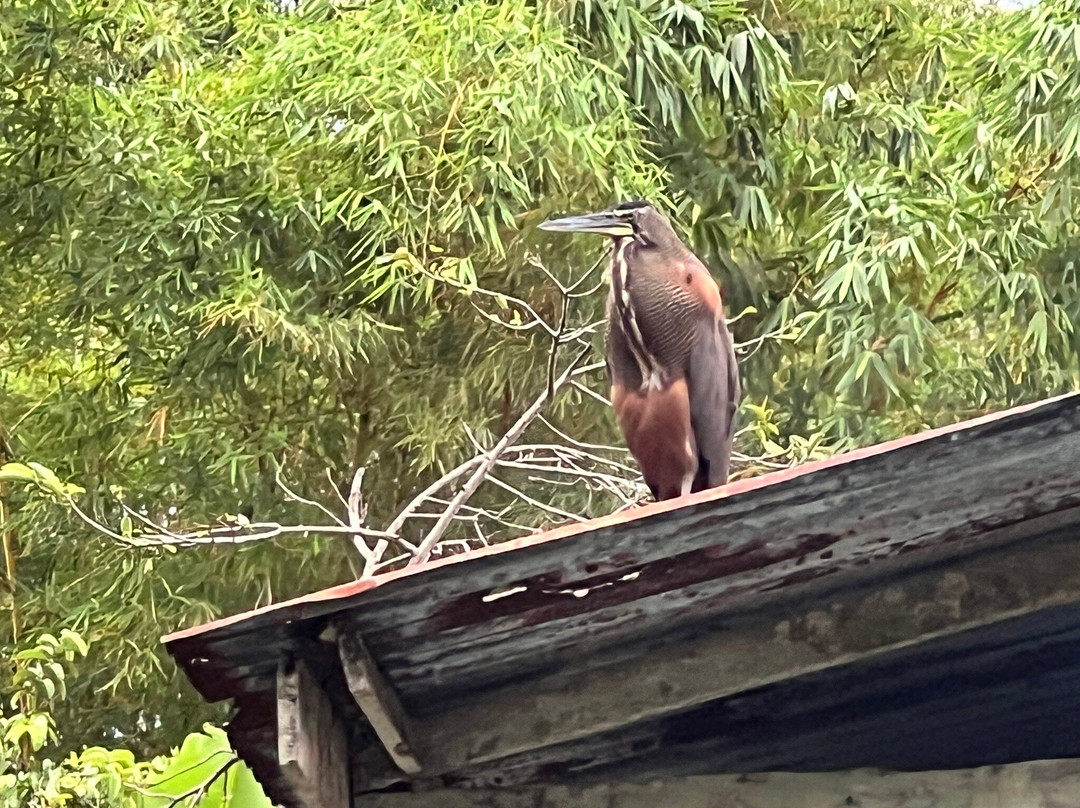 Mangrove Boat Tour-克波斯必去景点