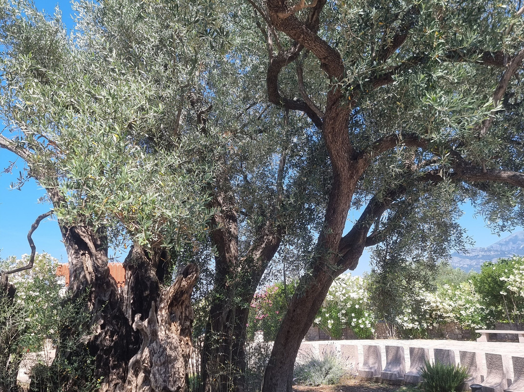 Old Olive Tree-Bar必去景点