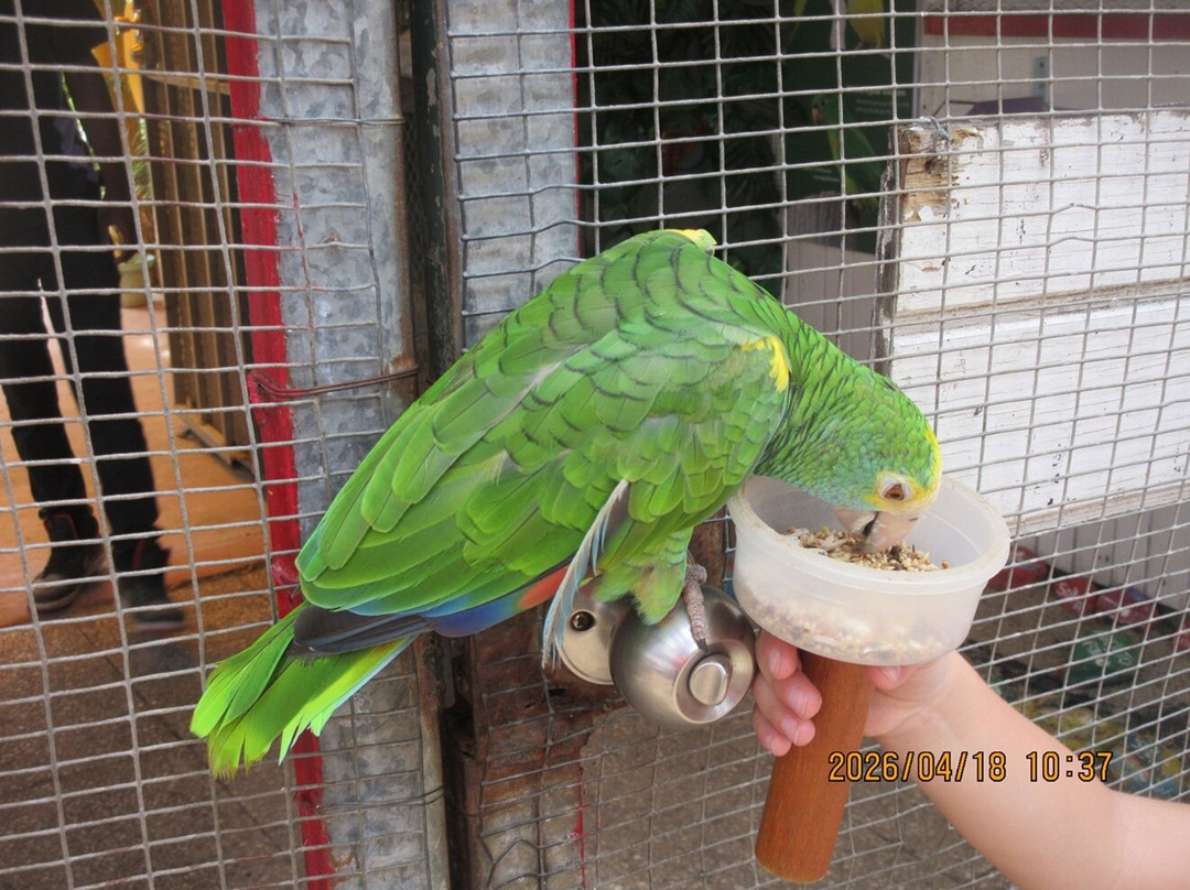 Parotte Ville Bird Sanctuary-圣马丁岛必去景点