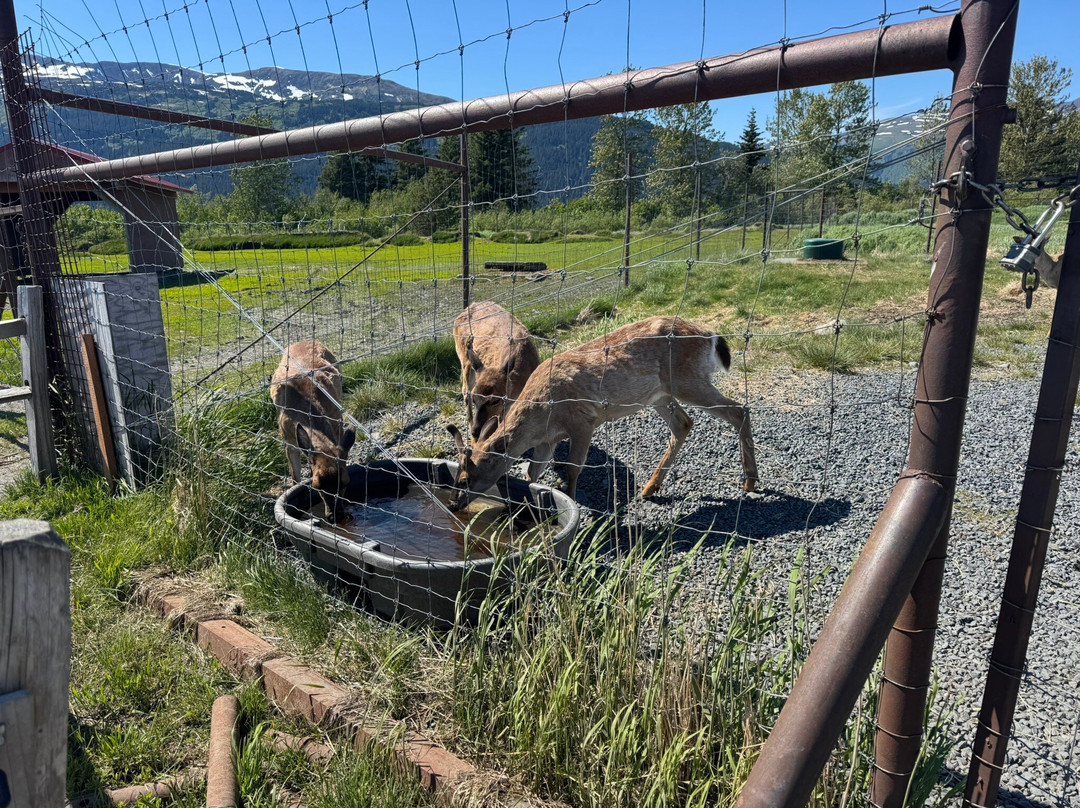 Alaska Wildlife Conservation Center-戈德伍德必去景点
