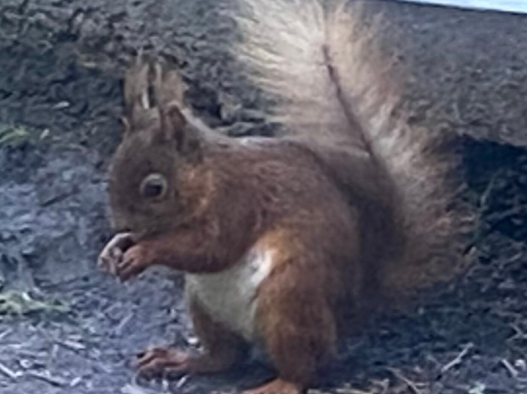 Snaizeholme Red Squirrel Trail-约克郡河谷国家公园必去景点