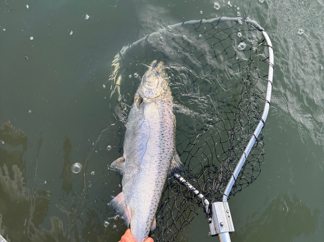 Kenai Kingpin Sportfishing-索尔多特纳必去景点