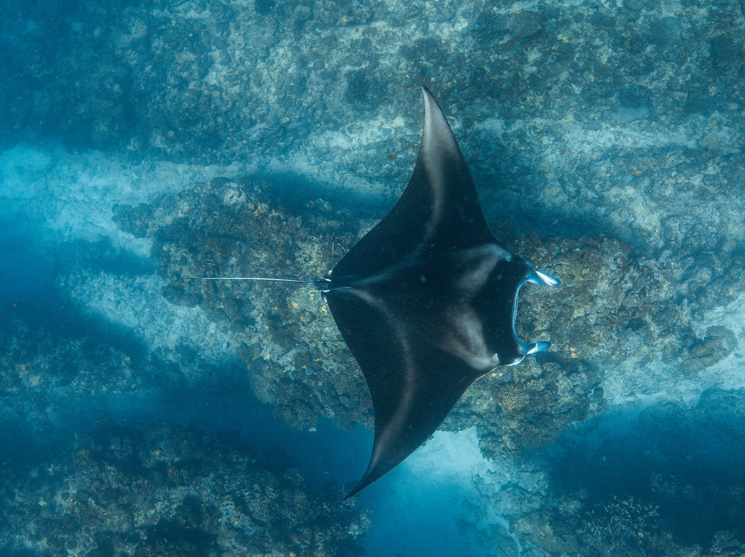 Ningaloo Whaleshark-N-Dive-埃克斯茅斯必去景点