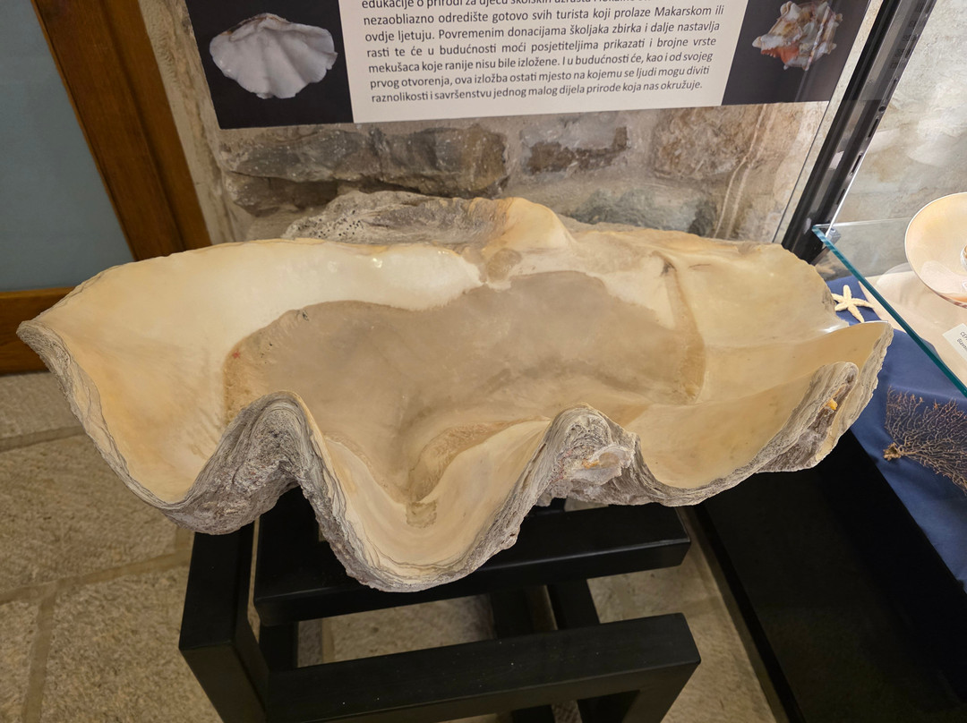 Shells Museum Malakoloski Muzej-玛卡沙必去景点