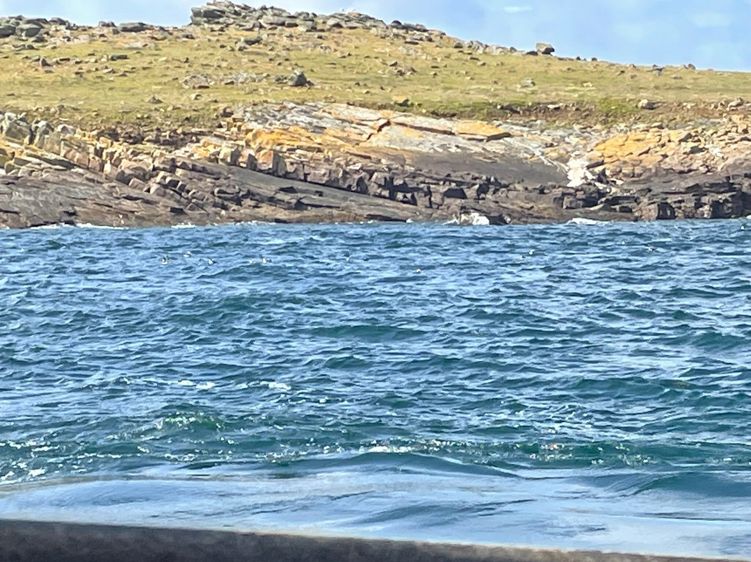 Alderney Wildlife Trust - Seabirds Boat Trip-Alderney必去景点