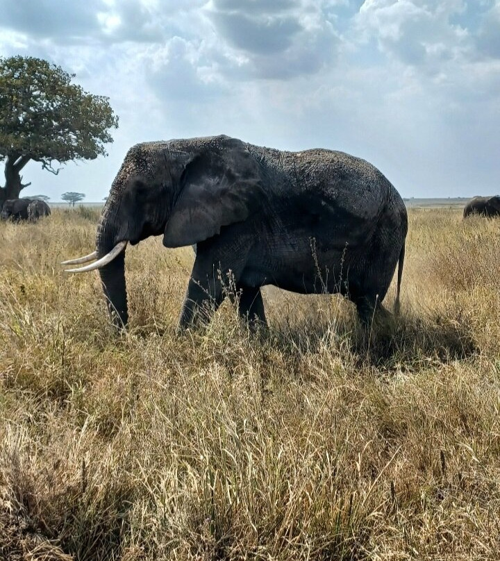 Zara Tanzania Adventures-莫西必去景点
