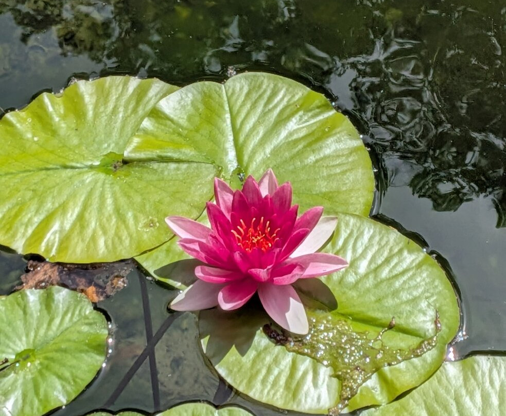 Abbotsbury Subtropical Gardens-Abbotsbury必去景点